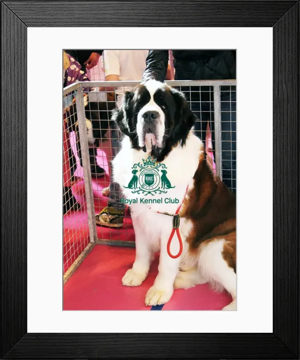 Framed Print : discover dog stands Framed Print : discover dog stands