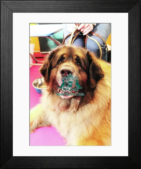 Framed Print : discover dog stands Framed Print : discover dog stands