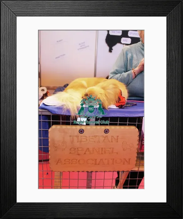 Framed Print : discover dog stands Framed Print : discover dog stands