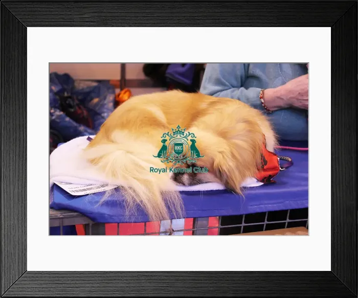 Framed Print : discover dog stands Framed Print : discover dog stands