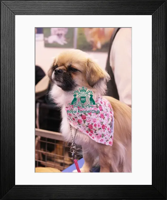 Framed Print : discover dog stands Framed Print : discover dog stands