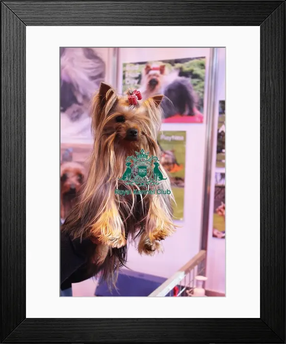 Framed Print : discover dog stands