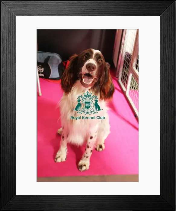 Framed Print : discover dog stands