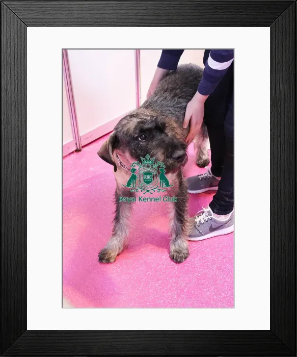 Framed Print : discover dog stands Framed Print : discover dog stands