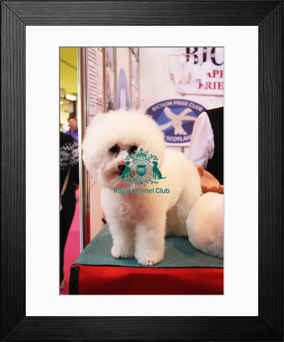 Framed Print : discover dog stands Framed Print : discover dog stands