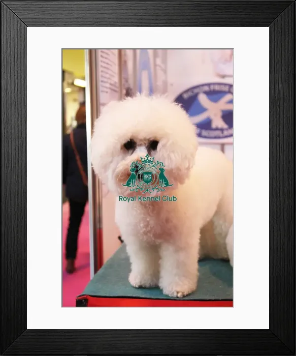 Framed Print : discover dog stands Framed Print : discover dog stands