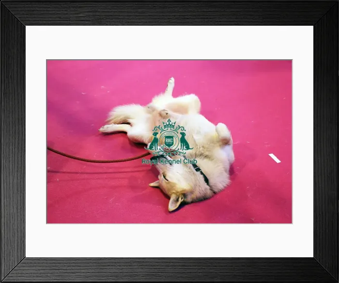 Framed Print : discover dog stands