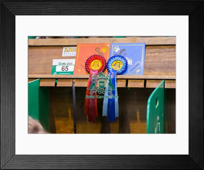 Framed Print : Ribbon winner