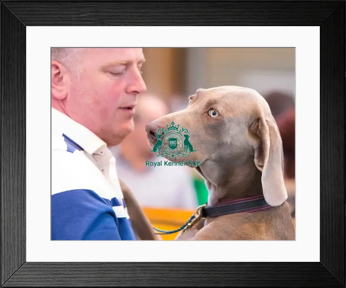 Framed Print : Headshot Framed Print : Headshot
