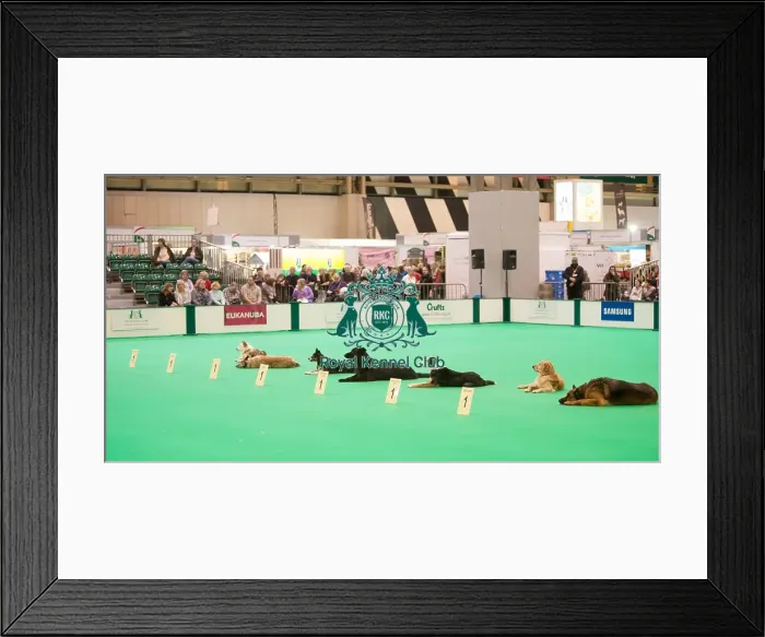 Framed Print : Obedience