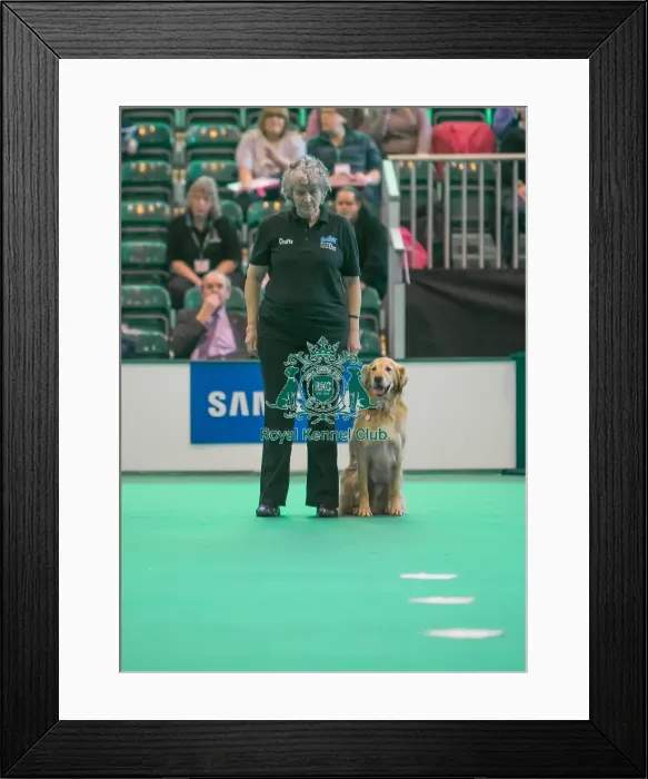 Framed Print : Dog sitting with handler Framed Print : Dog sitting with handler
