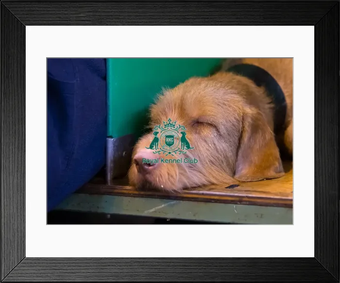 Framed Print : Sleeping headshot at bench Framed Print : Sleeping headshot at bench