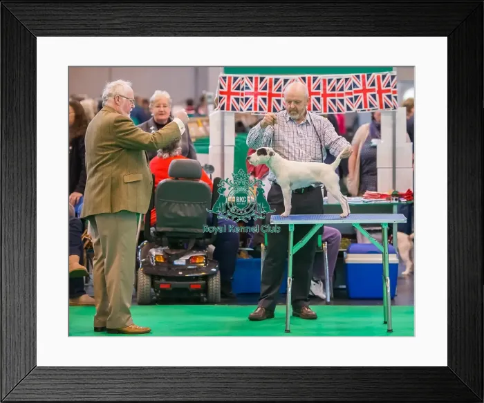 Framed Print : Judge at work