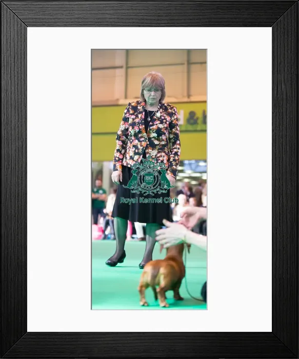 Framed Print : Judge at work Framed Print : Judge at work