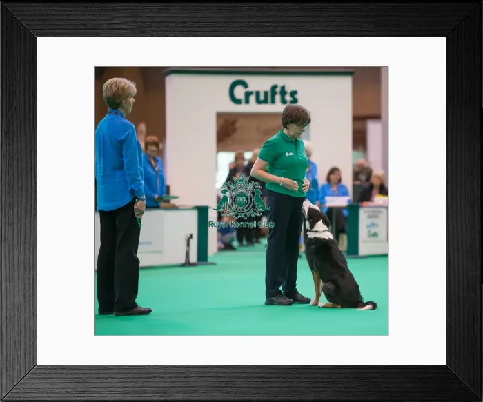 Framed Print : Dog looking at handler Framed Print : Dog looking at handler