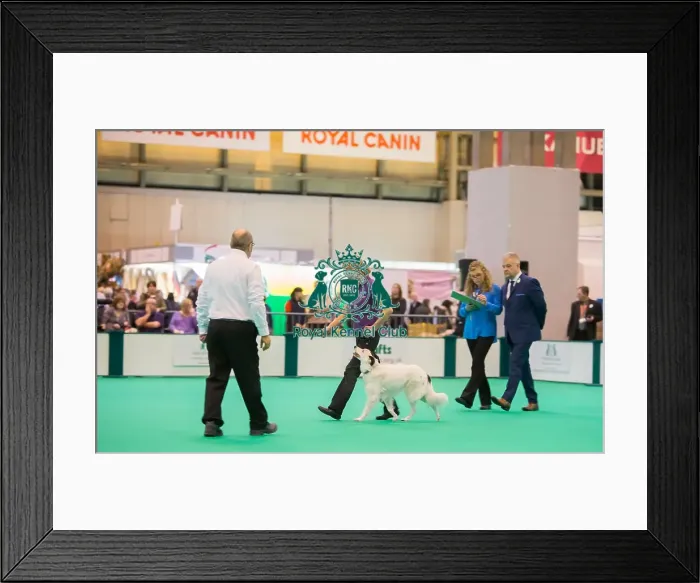 Framed Print : Heelwork. Judge at work