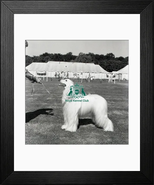 Framed Print : Afghan Hound Framed Print : Afghan Hound