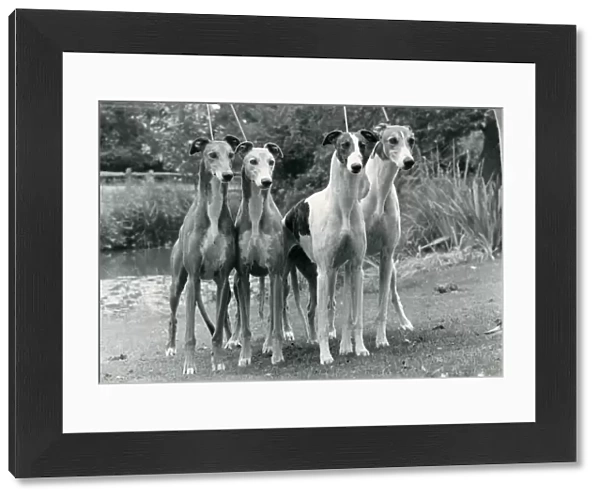 Greyhound. Four greyhounds posed together photo by Diane Pearce
