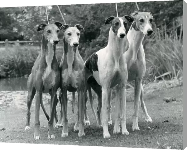 Greyhound. Four greyhounds posed together photo by Diane Pearce