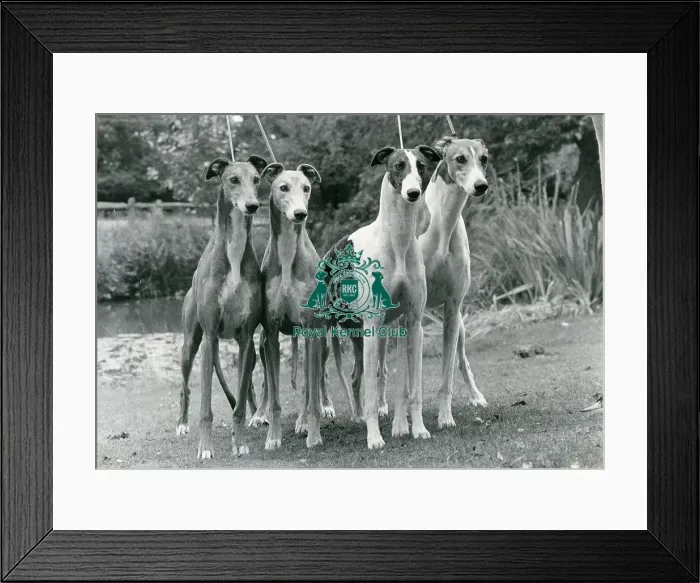 Framed Print : Greyhound. Four greyhounds posed together photo by Diane Pearce Framed Print : Greyhound. Four greyhounds posed together photo by Diane Pearce
