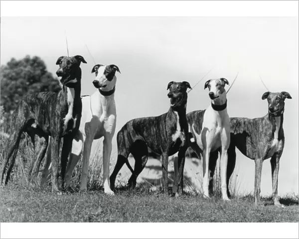 Greyhound. Five greyhounds posed together photo by Diane Pearce