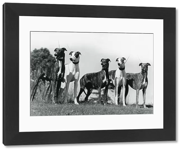 Greyhound. Five greyhounds posed together photo by Diane Pearce