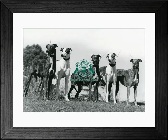 Framed Print : Greyhound. Five greyhounds posed together photo by Diane Pearce Framed Print : Greyhound. Five greyhounds posed together photo by Diane Pearce
