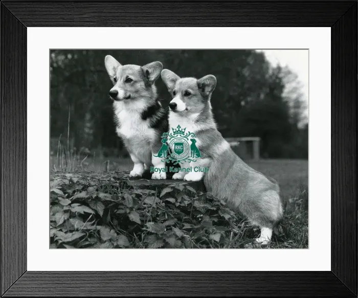 Framed Print : Welsh Corgis (Pembroke) Framed Print : Welsh Corgis (Pembroke)