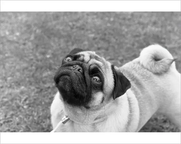 Pug outside at a dog show photo by Diane Pearce