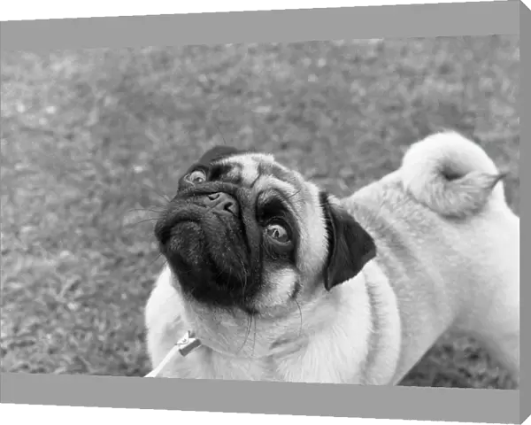 Pug outside at a dog show photo by Diane Pearce