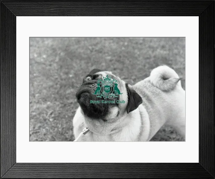 Framed Print : Pug outside at a dog show photo by Diane Pearce Framed Print : Pug outside at a dog show photo by Diane Pearce