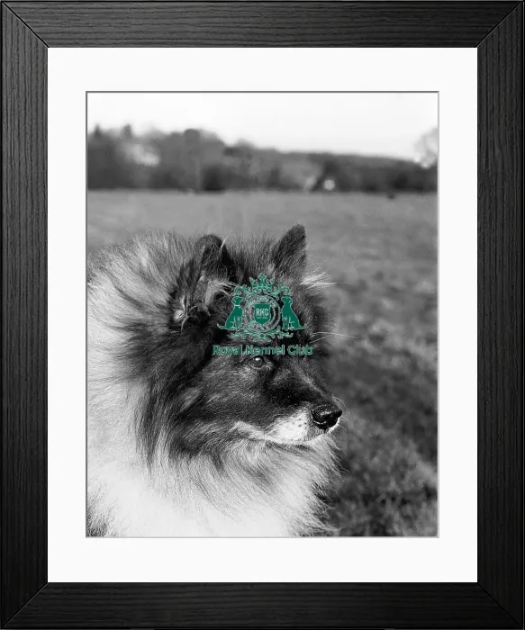 Framed Print : Keeshond. Valmijk of Vorden