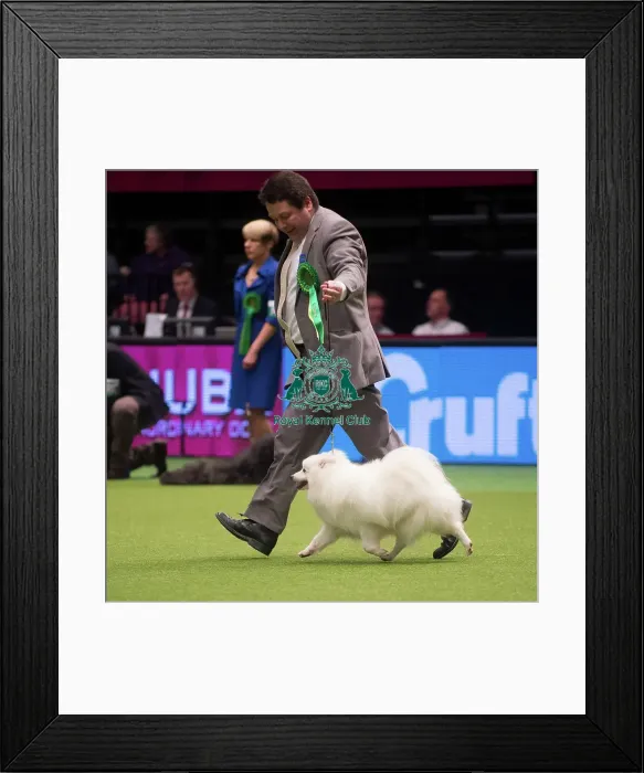 Framed Print : Crufts 2015 Framed Print : Crufts 2015
