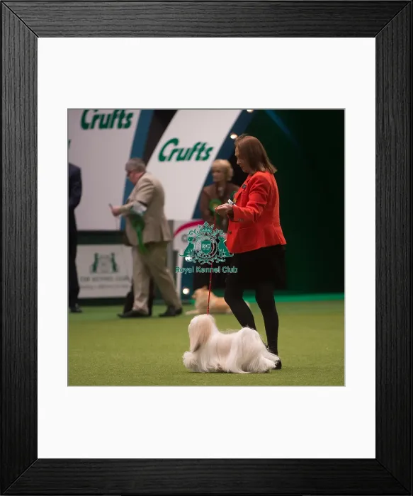 Framed Print : Crufts 2015 Framed Print : Crufts 2015