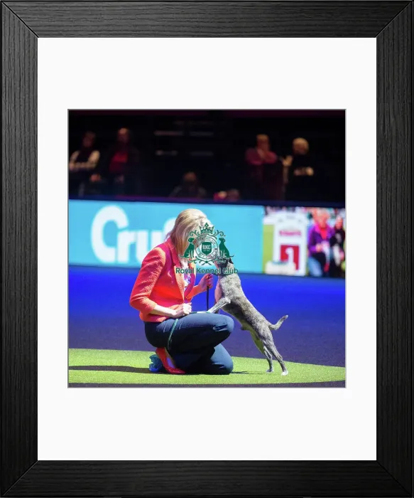 Framed Print : Crufts 2015 Framed Print : Crufts 2015