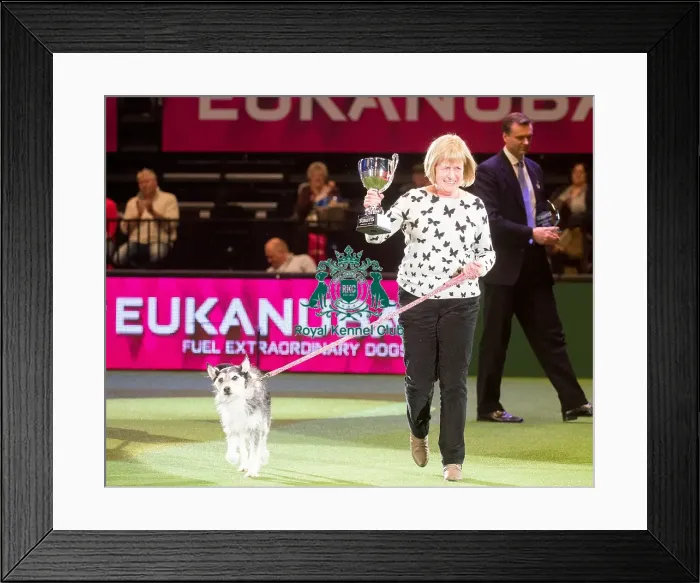 Framed Print : Winner of Scruffts 2015 Golden Oldie
