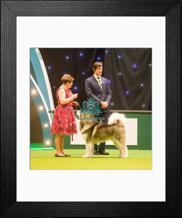Framed Print : Crufts 2015 Framed Print : Crufts 2015