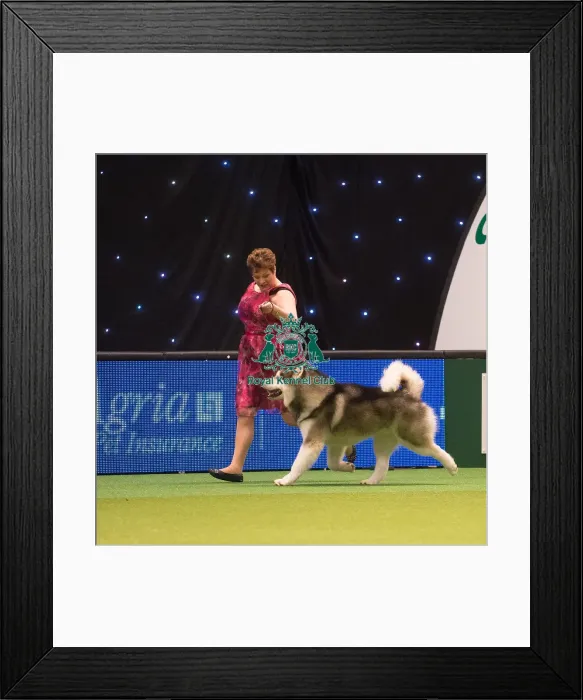 Framed Print : Crufts 2015