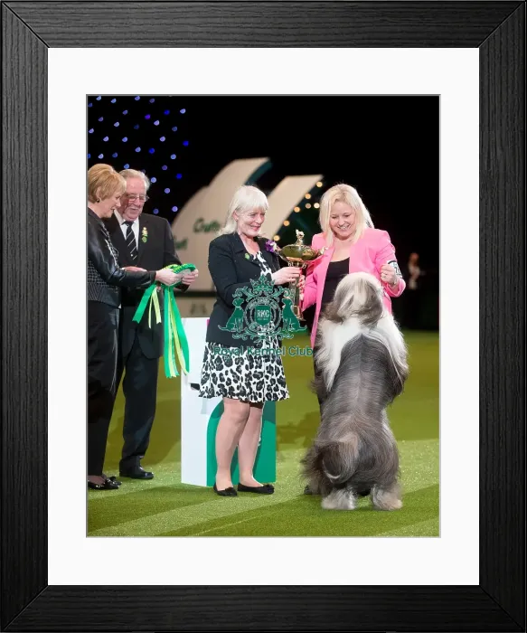 Framed Print : Pastoral Group Winner Ms J L Waldron with Ch Victory Winds Ghost Whisperer for Snowmead Jw Framed Print : Pastoral Group Winner Ms J L Waldron with Ch Victory Winds Ghost Whisperer for Snowmead Jw