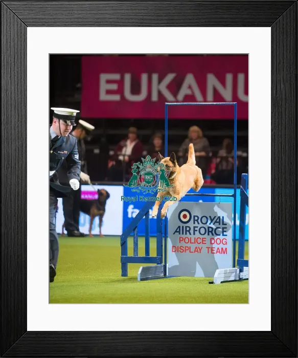 Framed Print : RAF police dog display team Framed Print : RAF police dog display team