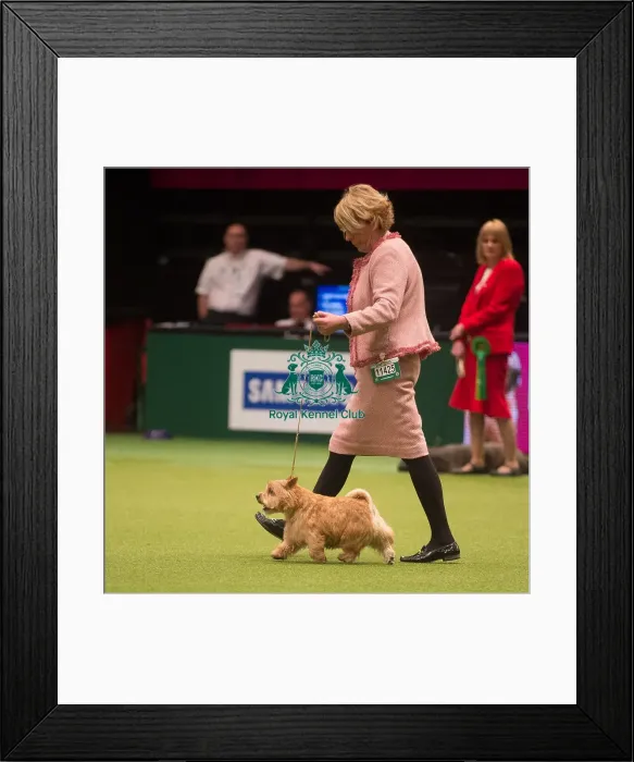 Framed Print : Crufts 2015 Framed Print : Crufts 2015