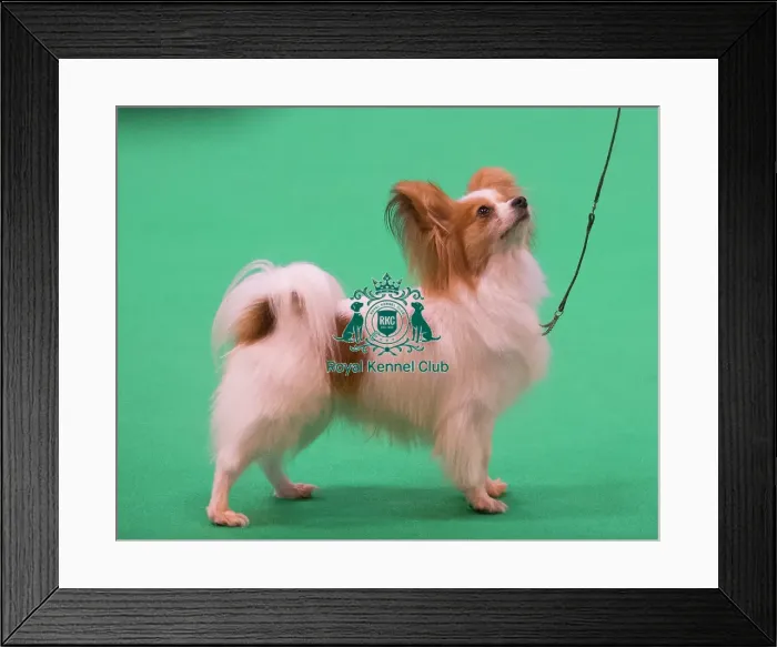 Framed Print : Papillon breed ring Framed Print : Papillon breed ring