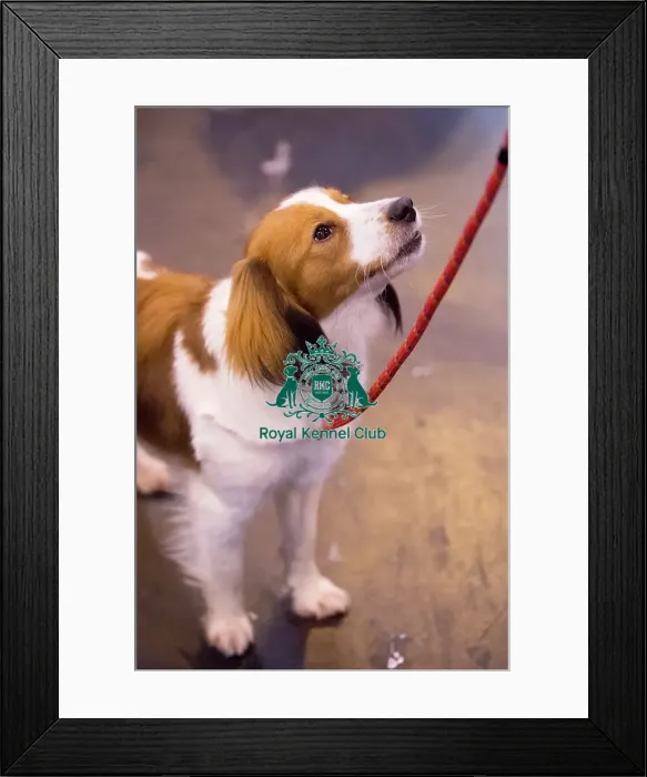 Framed Print : Kooikerhondje breed ring Framed Print : Kooikerhondje breed ring