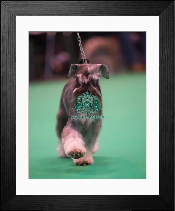 Framed Print : Miniature Schnauzer breed ring Framed Print : Miniature Schnauzer breed ring