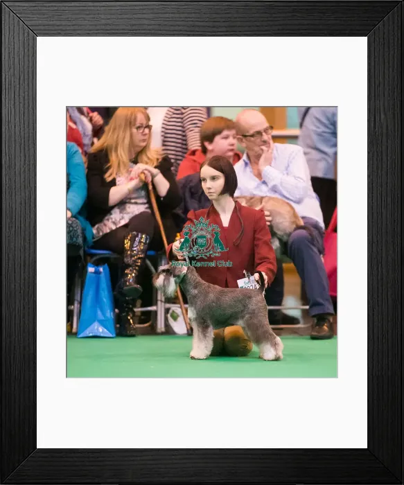 Framed Print : Miniature Schnauzer breed ring Framed Print : Miniature Schnauzer breed ring
