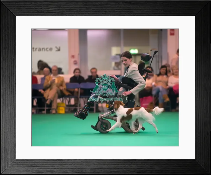 Framed Print : Kooikerhondje breed ring Framed Print : Kooikerhondje breed ring