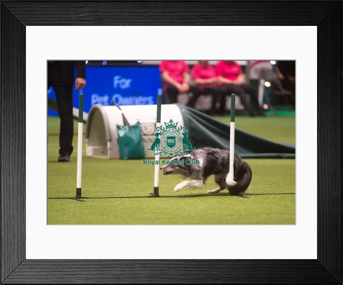 Framed Print : Crufts 2015 Framed Print : Crufts 2015