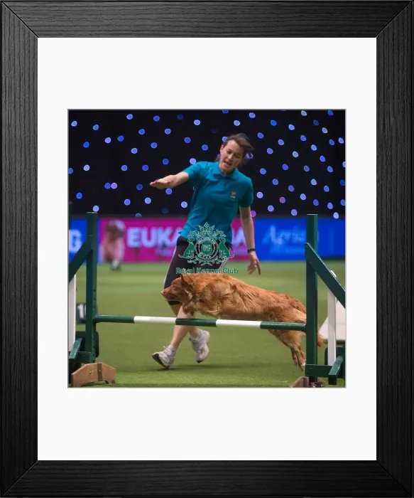 Framed Print : Crufts 2015