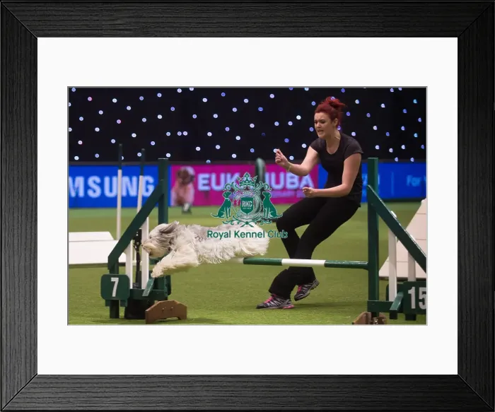 Framed Print : Crufts 2015 Framed Print : Crufts 2015