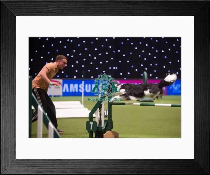 Framed Print : Crufts 2015 Framed Print : Crufts 2015
